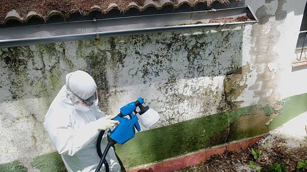 Top rated local Mold Remediation specialists in Freeburg, PA